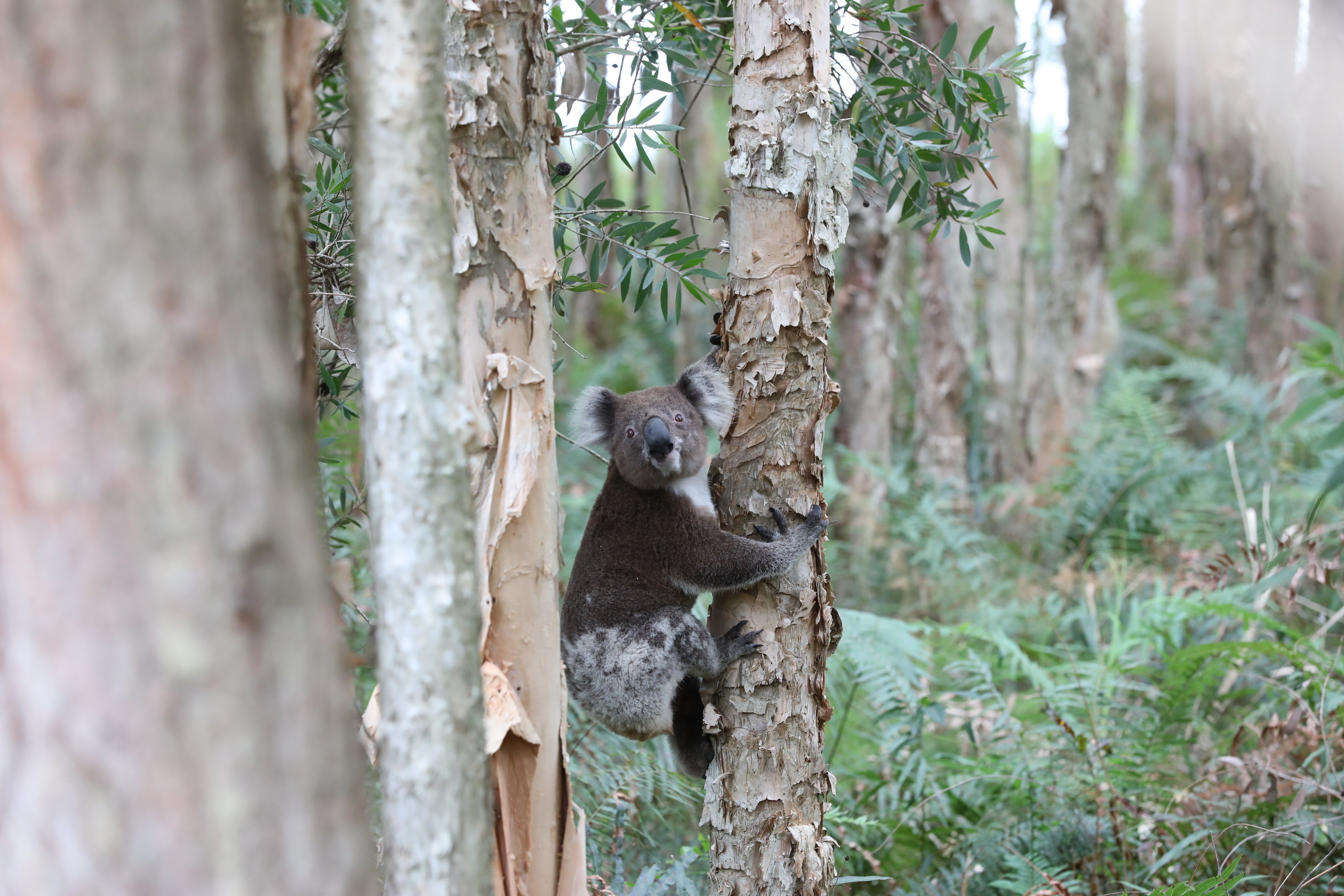 Ein lustiger Koala und eine skurrilere Situation am Birubi Beach